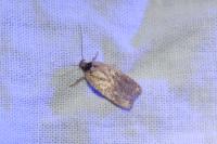 Agonopterix scopariella