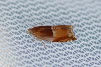 Ancylis mitterbacheriana