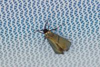 Adela reaumurella