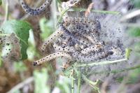 Euhyponomeuta