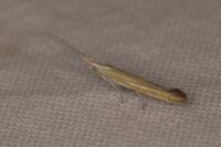 Coleophora