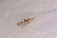 Argyresthia spinosella