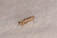 Bucculatrix