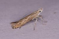 Isophrictis