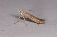 Isophrictis