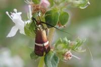 Adela australis