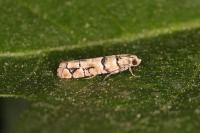 Pseudococcyx tessulatana