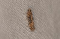 Scrobipalpa ocellatella