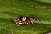 Grapholita coronillana