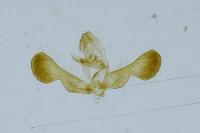 Grapholita coronillana