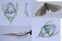 Rebelia plumella surientella
