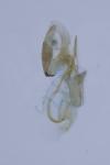 Aproaerema anthyllidella