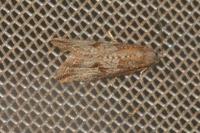 Bactra lancealana