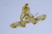Bactra lancealana