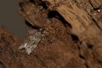 Argyrotaenia ljungiana