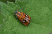 Olethreutes arcuella
