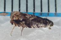 Pammene argyrana