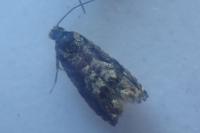 Pammene argyrana