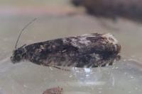 Pammene argyrana