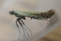 Aspilapteryx tringipennella
