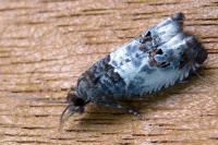 Notocelia rosaecolana