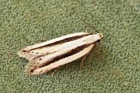 Mirificarma interrupta