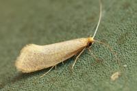 Nematopogon adansoniella