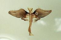 Nematopogon adansoniella