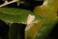 Isotrias stramentana