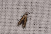 Ochromolopis ictella