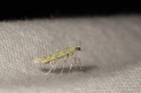 Povolnya leucapennella