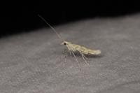 Povolnya leucapennella
