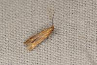 Metzneria aprilella