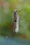 Yponomeuta plumbella