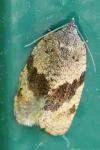 Syndemis musculana