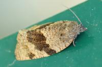 Syndemis musculana