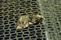 Phtheochroa rugosana