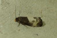 Notocelia cynosbatella