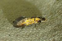Schiffermuelleria schaefferella