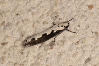 Ethmia bipunctella