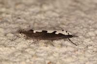 Ethmia bipunctella