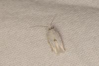 Pseudopostega chalcopepla