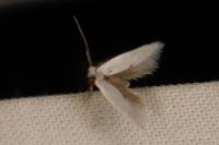 Pseudopostega chalcopepla