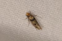 Tinea basifasciella