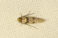 Tinea basifasciella