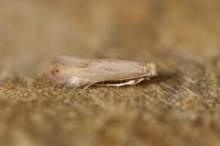 Phyllonorycter delitella
