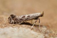 Parornix torquillella