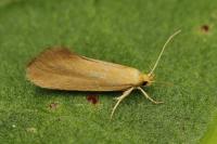Crassa tinctella