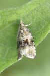Celypha lacunana
