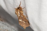 Korscheltellus lupulinus